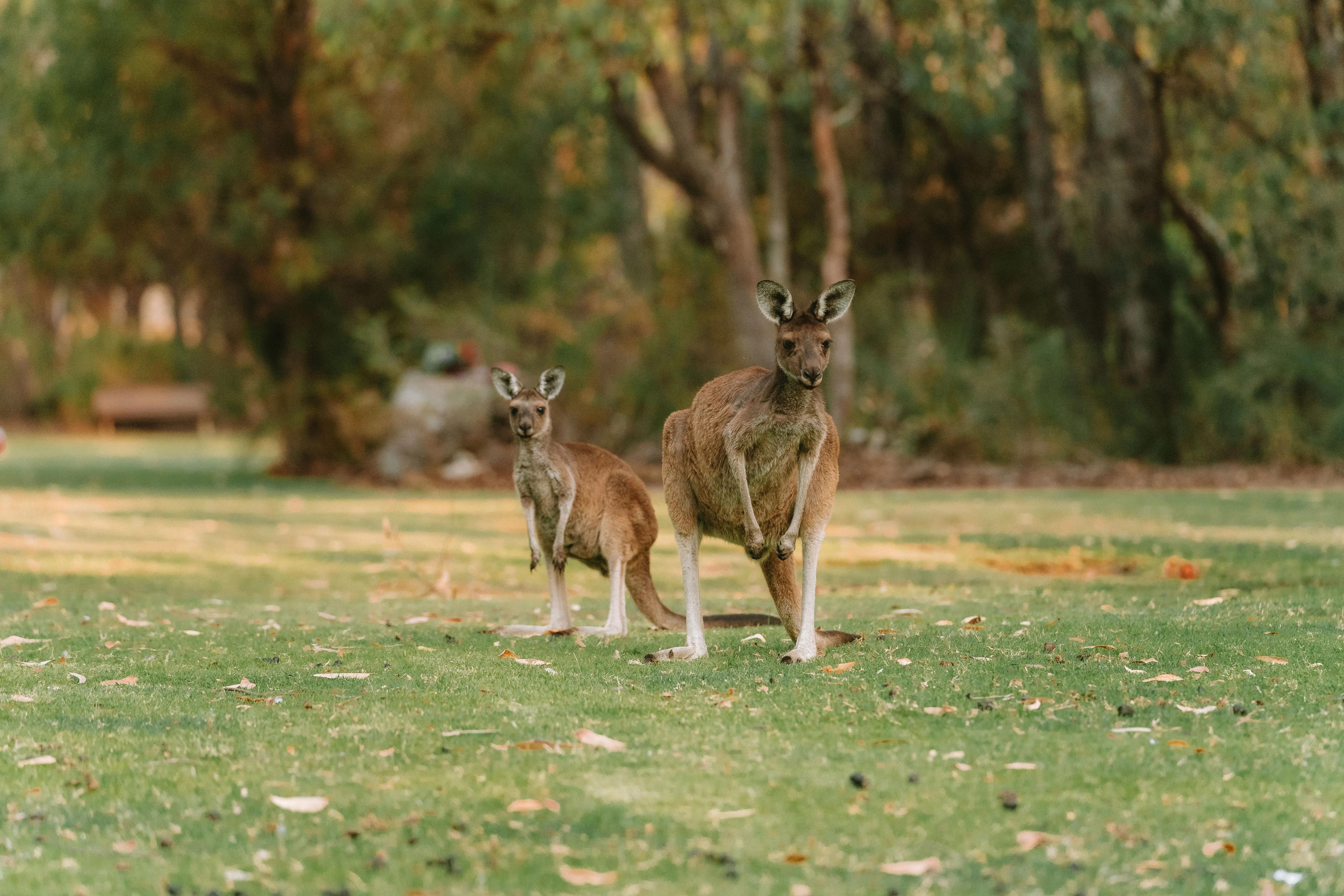 Australia